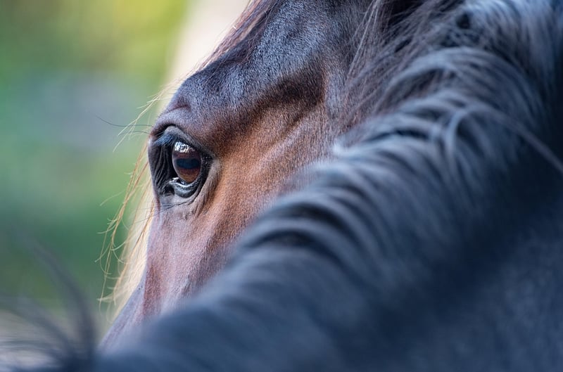 Mystical Woods Horse